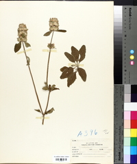 Blephilia ciliata image