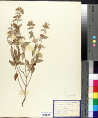 Cunila origanoides image
