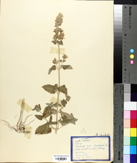 Nepeta cataria image