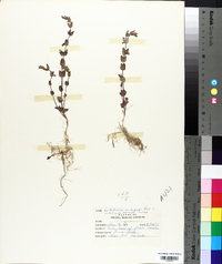 Scutellaria ambigua image