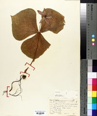 Trillium erectum image