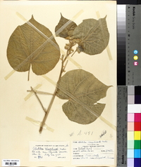 Abutilon theophrasti image