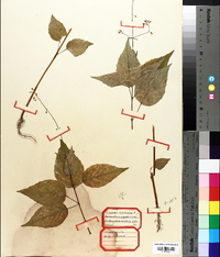 Circaea canadensis image