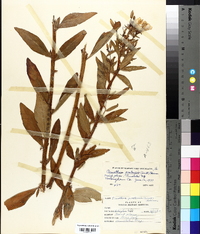 Oenothera pratensis image