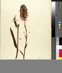 Platanthera ciliaris image