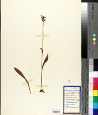 Platanthera clavellata image