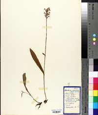 Platanthera clavellata image