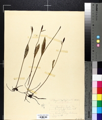 Pogonia ophioglossoides image