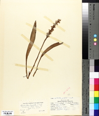 Spiranthes praecox image