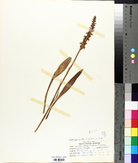 Spiranthes praecox image