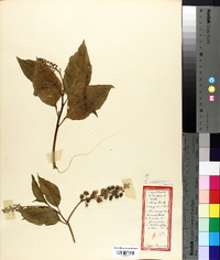 Phytolacca americana var. americana image