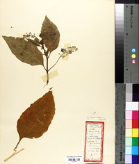 Phytolacca americana var. americana image