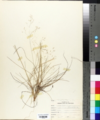 Deschampsia flexuosa image