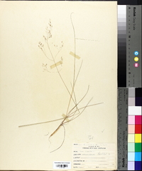 Deschampsia flexuosa image