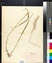 Holcus lanatus image