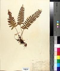 Polypodium vulgare image