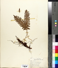 Polypodium vulgare image