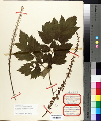 Actaea racemosa image