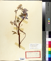 Delphinium tricorne image