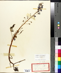 Delphinium tricorne image