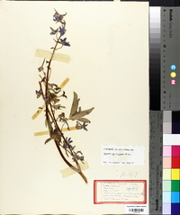 Delphinium tricorne image