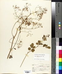 Thalictrum pubescens image