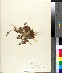 Potentilla canadensis image