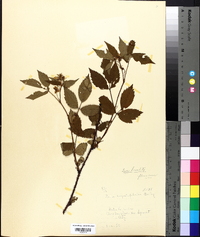 Rubus angustifoliatus image