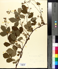 Rubus clandestinus image