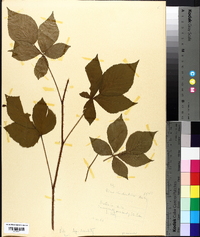 Rubus clandestinus image