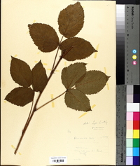 Rubus nocivus image