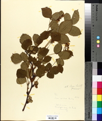 Rubus nocivus image
