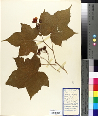 Rubus odoratus image