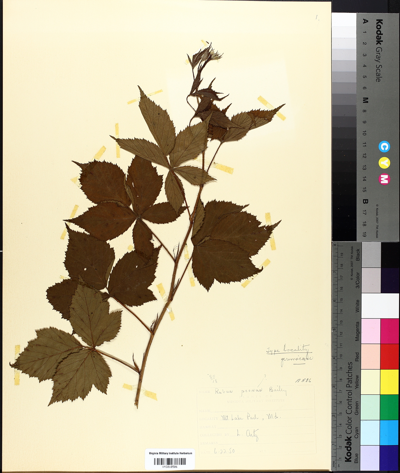 Rubus pronus image