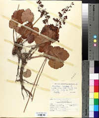 Heuchera americana image