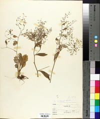 Saxifraga michauxii image