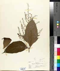 Collinsonia canadensis image