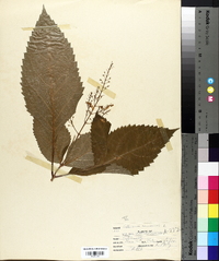 Collinsonia canadensis image