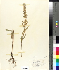 Solidago erecta image