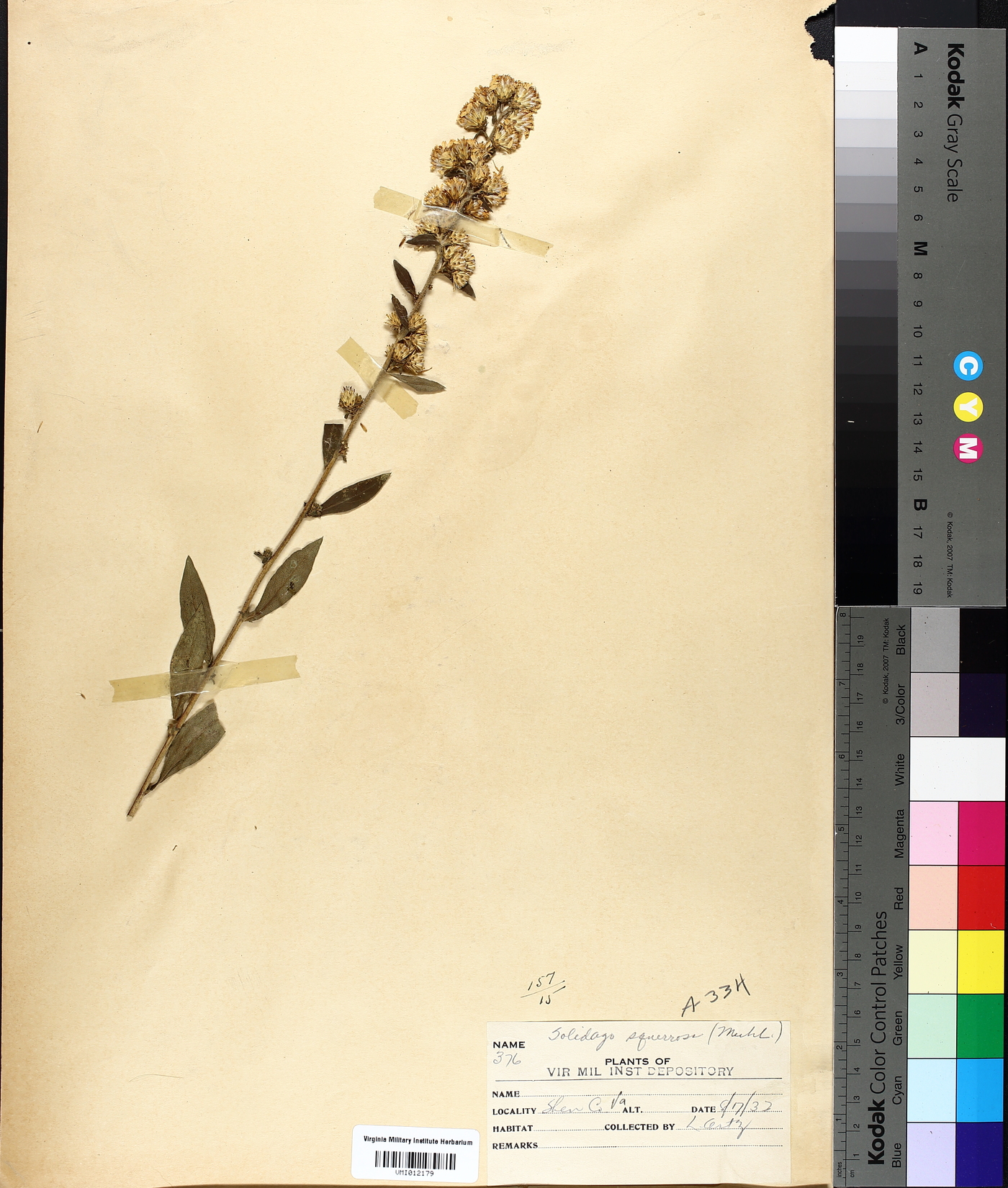 Solidago squarrosa image