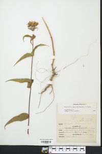 Helianthus divaricatus image