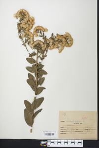 Solidago rigida image