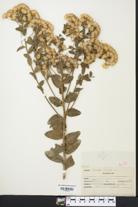 Solidago rigida image