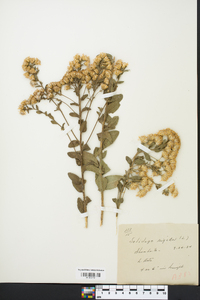 Solidago rigida image