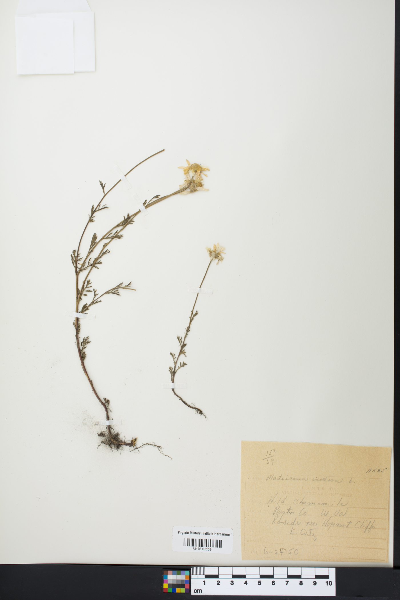 Matricaria inodora image