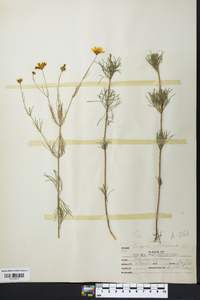 Coreopsis verticillata image