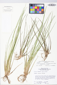 Isoëtes melanopoda subsp. silvatica image