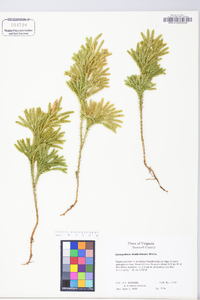 Dendrolycopodium dendroideum image