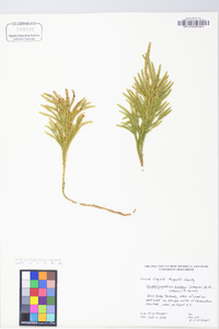 Dendrolycopodium hickeyi image