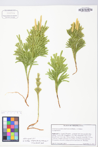 Dendrolycopodium hickeyi image